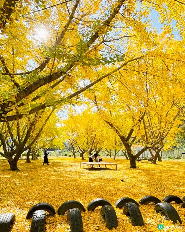 韓國加平銀杏林，金黃一片🍂💛