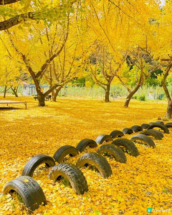 韓國加平銀杏林，金黃一片🍂💛
