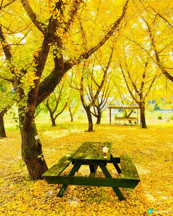 韓國加平銀杏林，金黃一片🍂💛