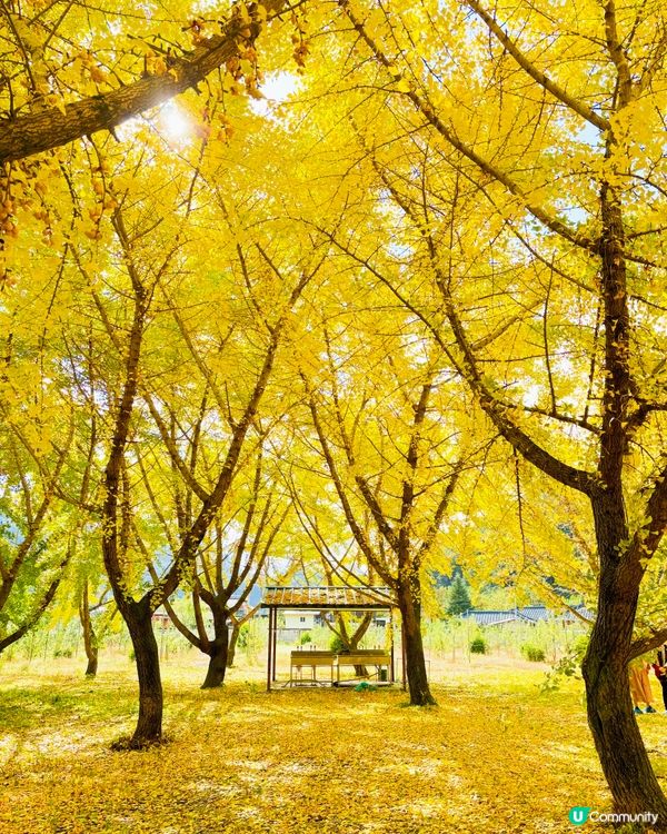 韓國加平銀杏林，金黃一片🍂💛