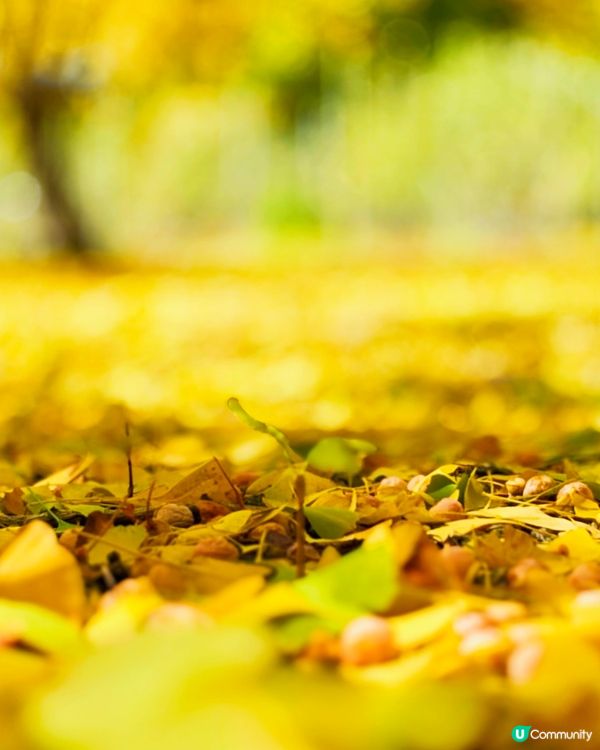 韓國加平銀杏林，金黃一片🍂💛