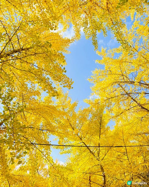 韓國加平銀杏林，金黃一片🍂💛