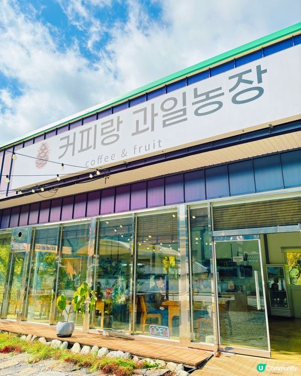 韓國加平銀杏林，金黃一片🍂💛