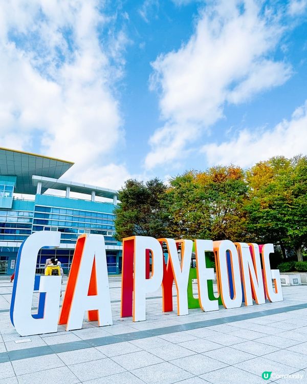 韓國加平銀杏林，金黃一片🍂💛