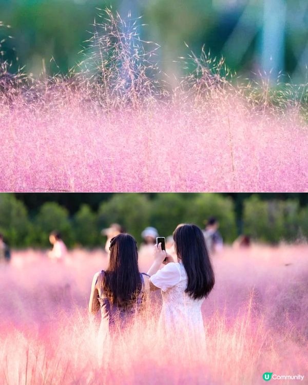 深圳11月至2月賞花指南🗺️6大必打卡花海🌸大面積浪漫花海