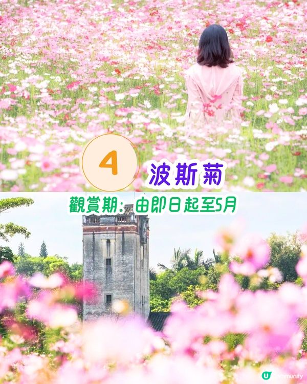 深圳11月至2月賞花指南🗺️6大必打卡花海🌸大面積浪漫花海