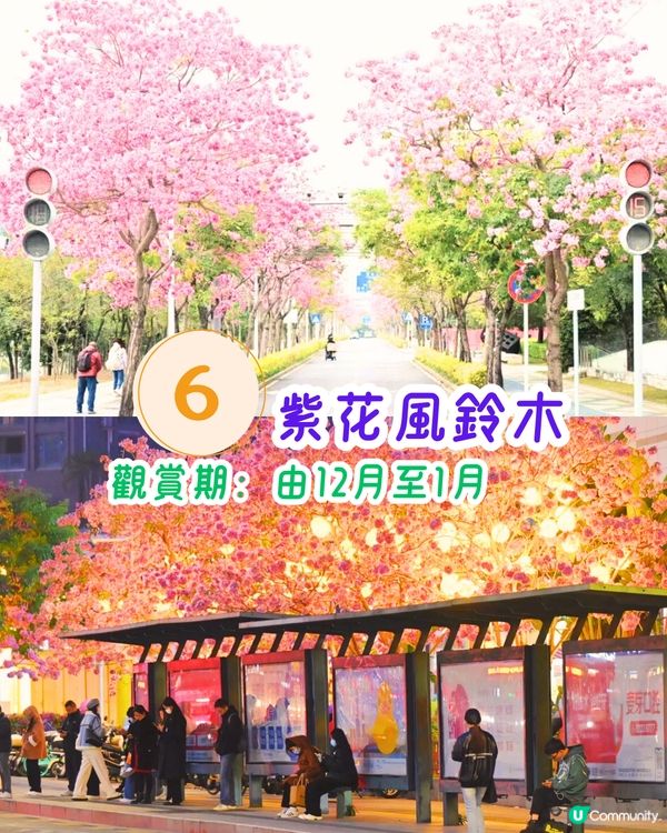 深圳11月至2月賞花指南🗺️6大必打卡花海🌸大面積浪漫花海