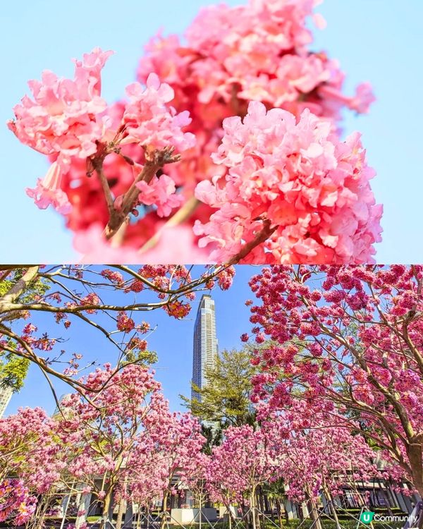 深圳11月至2月賞花指南🗺️6大必打卡花海🌸大面積浪漫花海