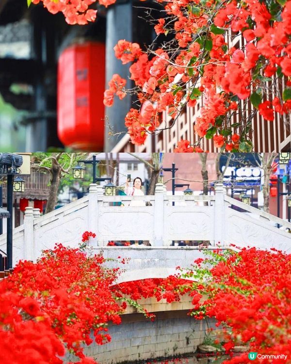 深圳11月至2月賞花指南🗺️6大必打卡花海🌸大面積浪漫花海