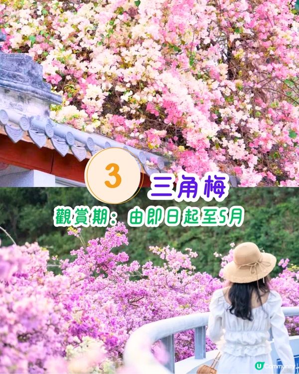 深圳11月至2月賞花指南🗺️6大必打卡花海🌸大面積浪漫花海