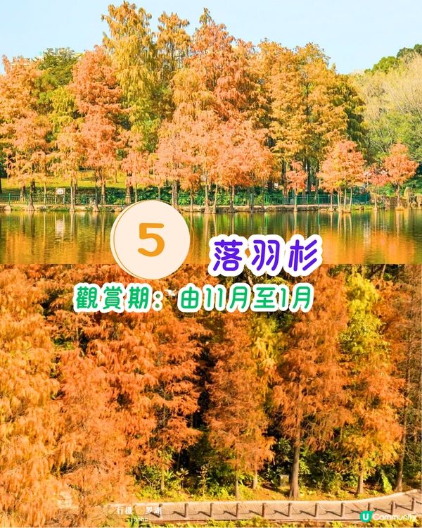 深圳11月至2月賞花指南🗺️6大必打卡花海🌸大面積浪漫花海