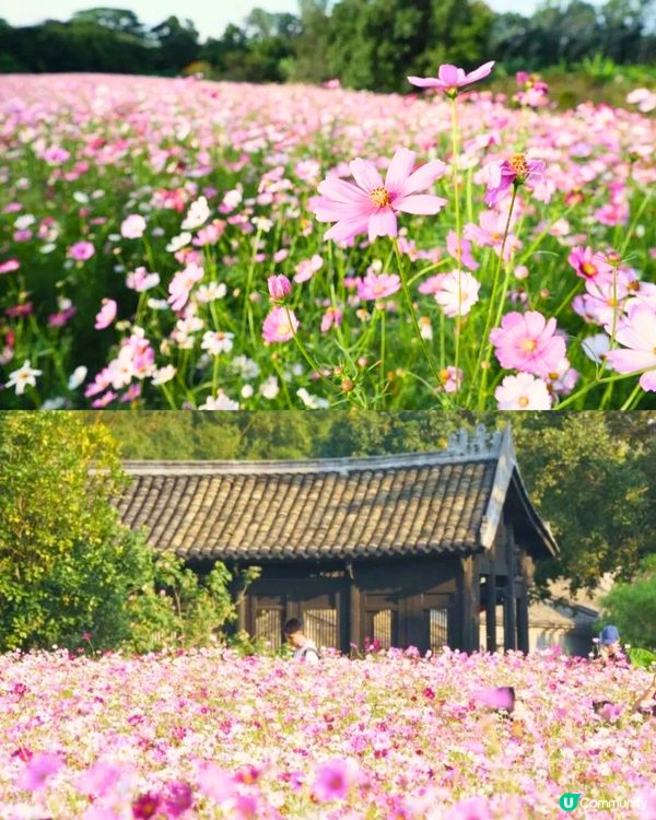 深圳11月至2月賞花指南🗺️6大必打卡花海🌸大面積浪漫花海