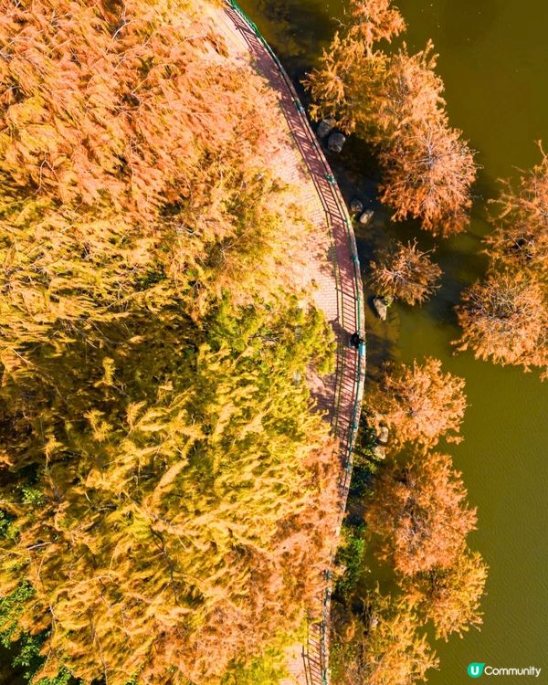 深圳11月至2月賞花指南🗺️6大必打卡花海🌸大面積浪漫花海