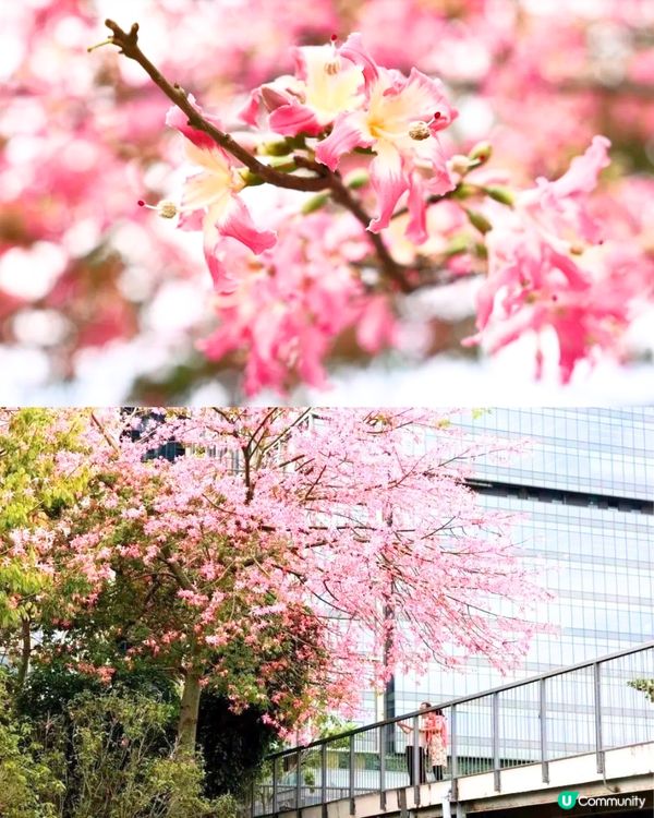 深圳11月至2月賞花指南🗺️6大必打卡花海🌸大面積浪漫花海