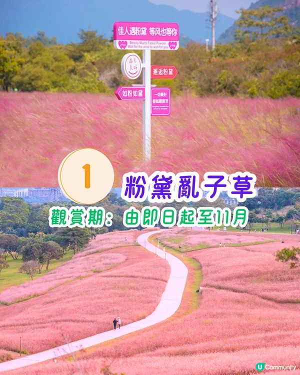 深圳11月至2月賞花指南🗺️6大必打卡花海🌸大面積浪漫花海