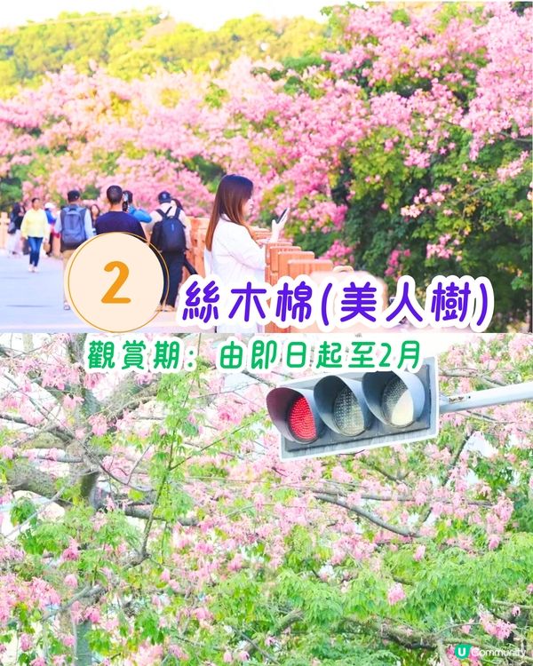 深圳11月至2月賞花指南🗺️6大必打卡花海🌸大面積浪漫花海