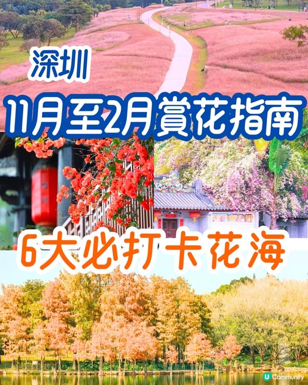 深圳11月至2月賞花指南🗺️6大必打卡花海🌸大面積浪漫花海