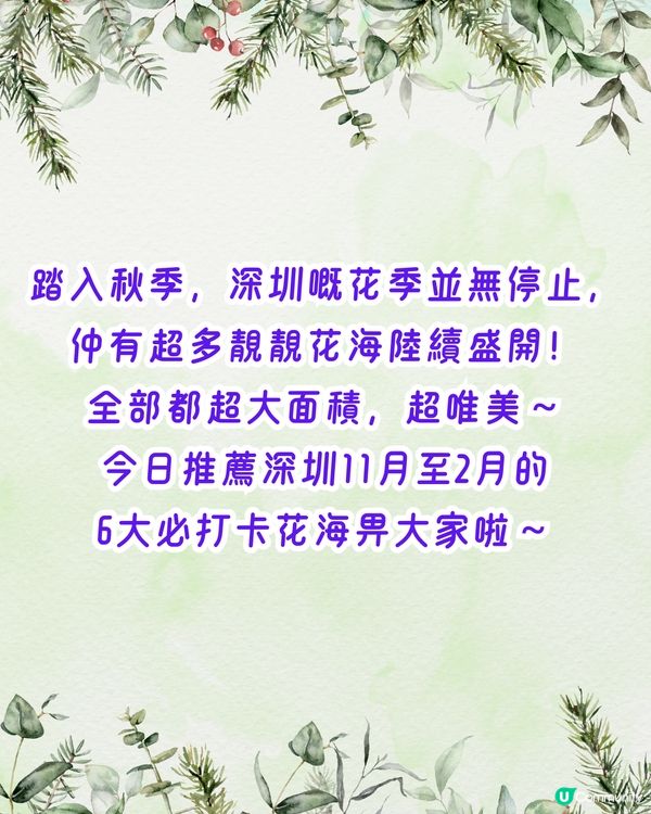 深圳11月至2月賞花指南🗺️6大必打卡花海🌸大面積浪漫花海