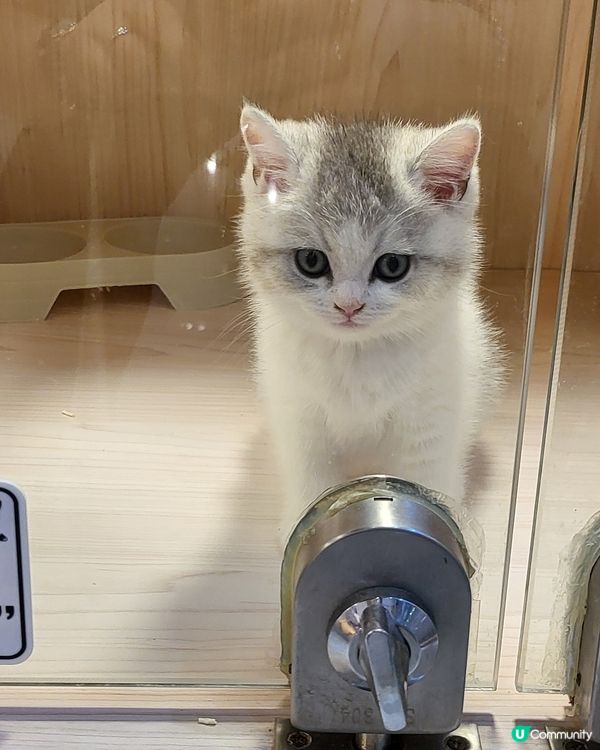 爪爪喵星球 • 貓舍