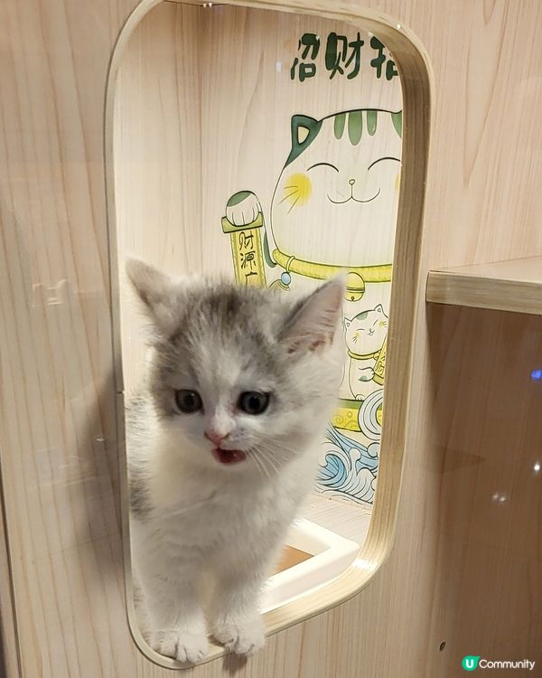 爪爪喵星球 • 貓舍