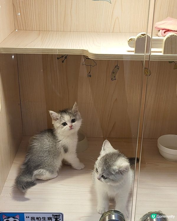 爪爪喵星球 • 貓舍