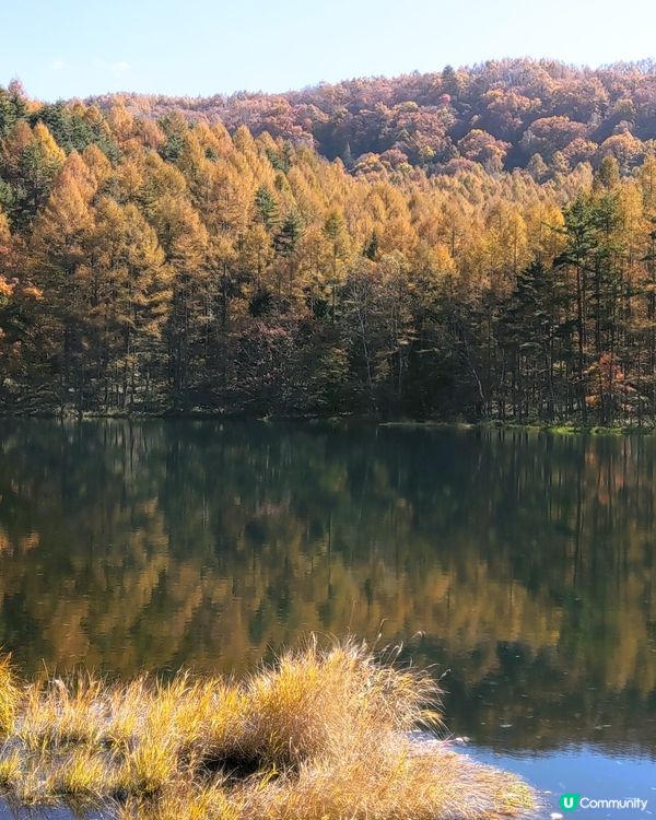 長野紅葉🍁🍂  御射鹿池！