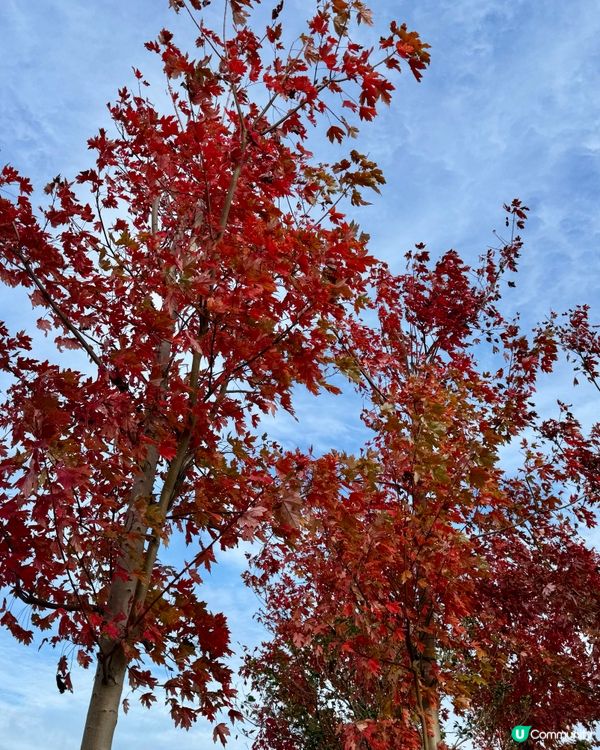 🍁🍂廣東韶關嶺南紅葉世界🍁🍂