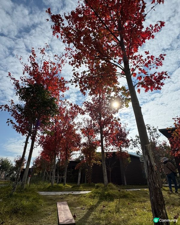 🍁🍂廣東韶關嶺南紅葉世界🍁🍂