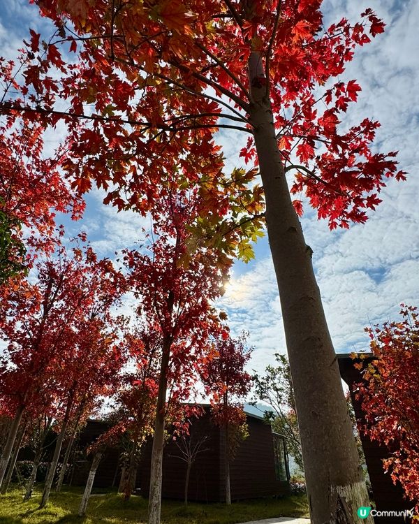 🍁🍂廣東韶關嶺南紅葉世界🍁🍂