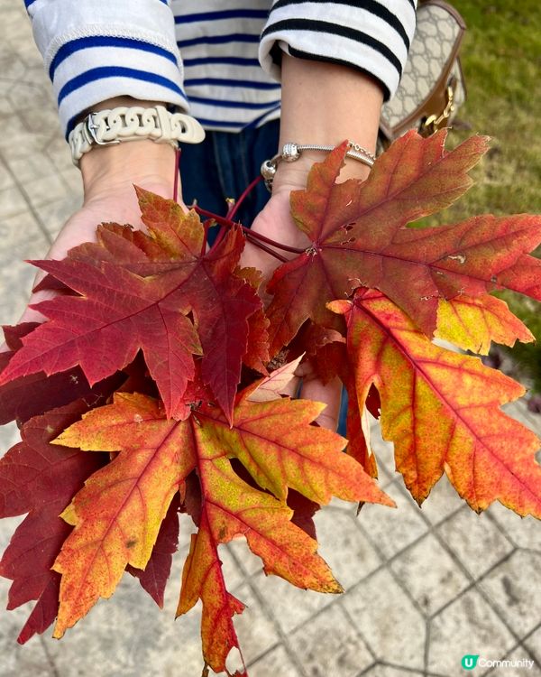 🍁🍂廣東韶關嶺南紅葉世界🍁🍂