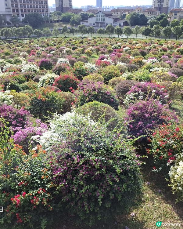千花洲 花花世界
