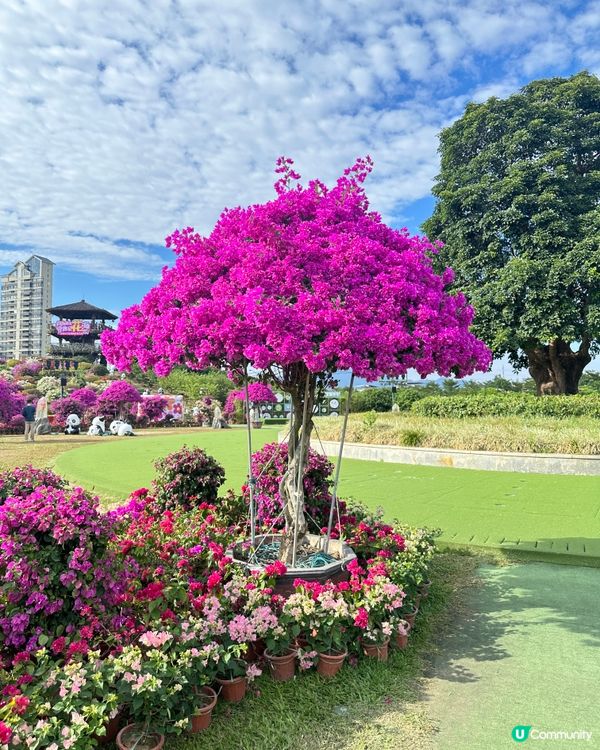 千花洲 花花世界