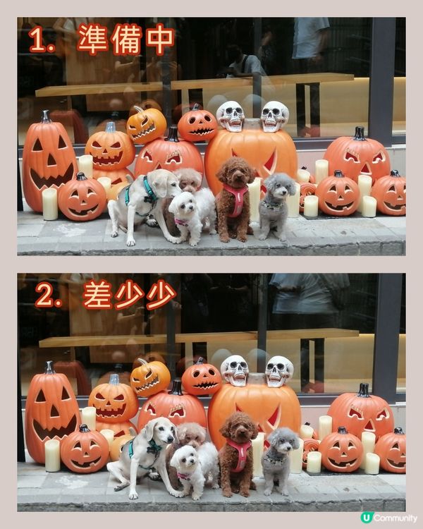 五隻可愛賣萌小狗的萬聖節🐶🐶🐶🐶🐶😊🤗👻🎃