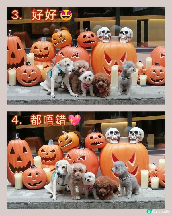 五隻可愛賣萌小狗的萬聖節🐶🐶🐶🐶🐶😊🤗👻🎃
