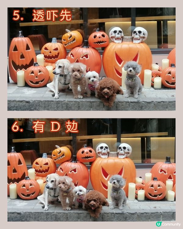 五隻可愛賣萌小狗的萬聖節🐶🐶🐶🐶🐶😊🤗👻🎃