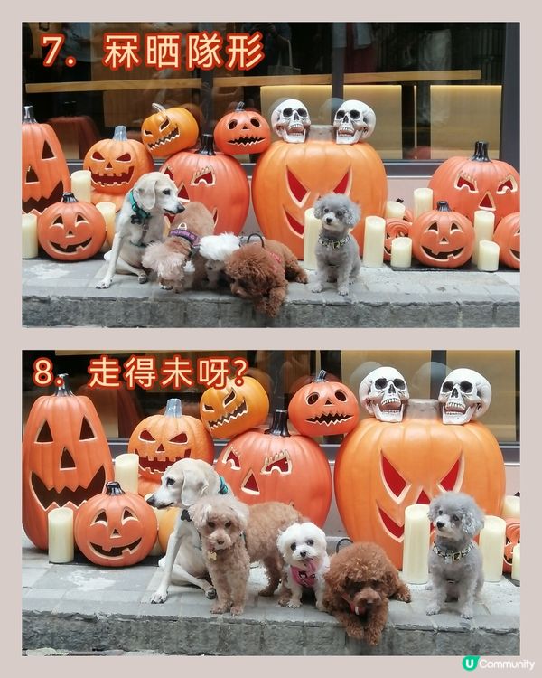 五隻可愛賣萌小狗的萬聖節🐶🐶🐶🐶🐶😊🤗👻🎃