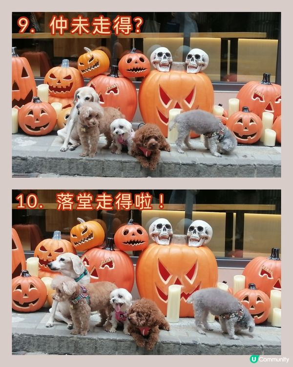 五隻可愛賣萌小狗的萬聖節🐶🐶🐶🐶🐶😊🤗👻🎃