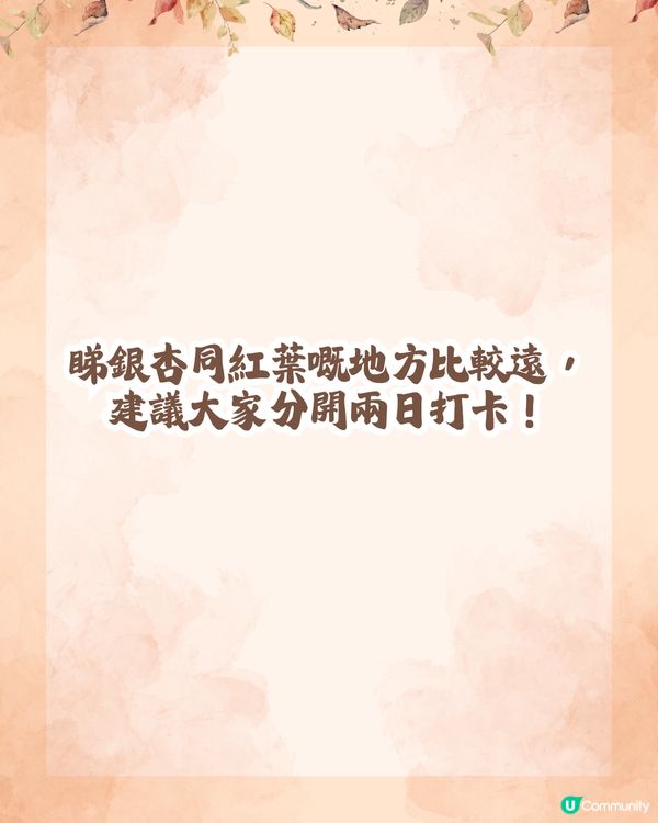 韶關打卡紅葉/銀杏3大推介🍁10萬畝銀杏/8萬棵楓樹！超唯美😍