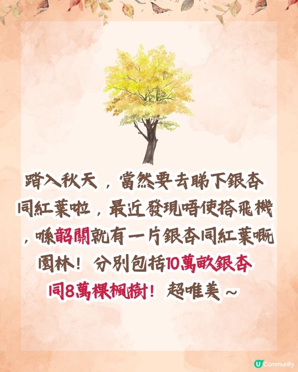 韶關打卡紅葉/銀杏3大推介🍁10萬畝銀杏/8萬棵楓樹！超唯美😍