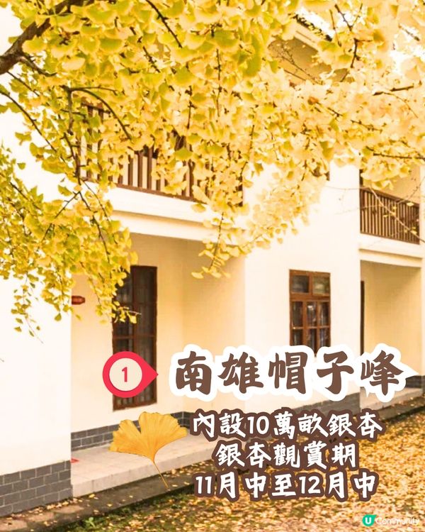 韶關打卡紅葉/銀杏3大推介🍁10萬畝銀杏/8萬棵楓樹！超唯美😍