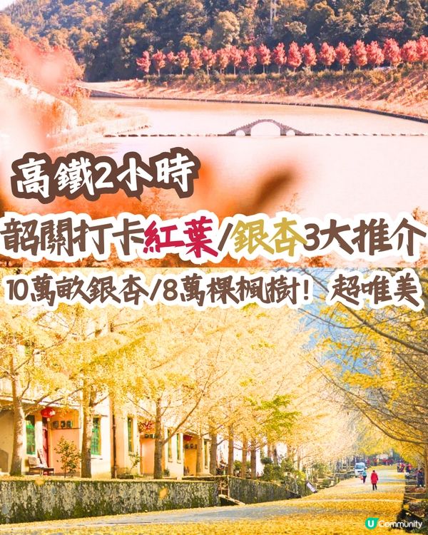 韶關打卡紅葉/銀杏3大推介🍁10萬畝銀杏/8萬棵楓樹！超唯美😍