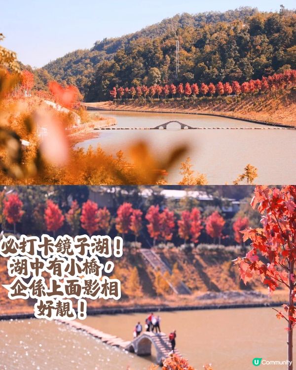 韶關打卡紅葉/銀杏3大推介🍁10萬畝銀杏/8萬棵楓樹！超唯美😍