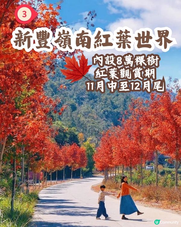 韶關打卡紅葉/銀杏3大推介🍁10萬畝銀杏/8萬棵楓樹！超唯美😍