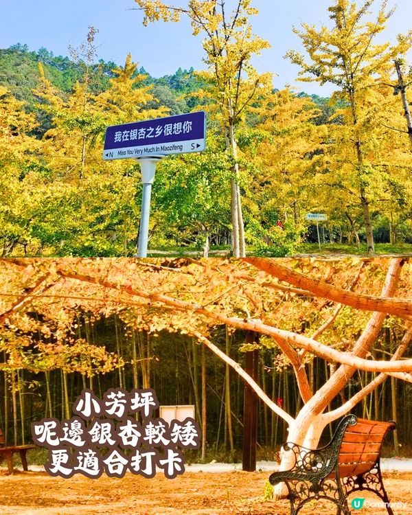 韶關打卡紅葉/銀杏3大推介🍁10萬畝銀杏/8萬棵楓樹！超唯美😍