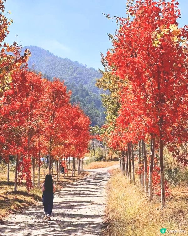 韶關打卡紅葉/銀杏3大推介🍁10萬畝銀杏/8萬棵楓樹！超唯美😍