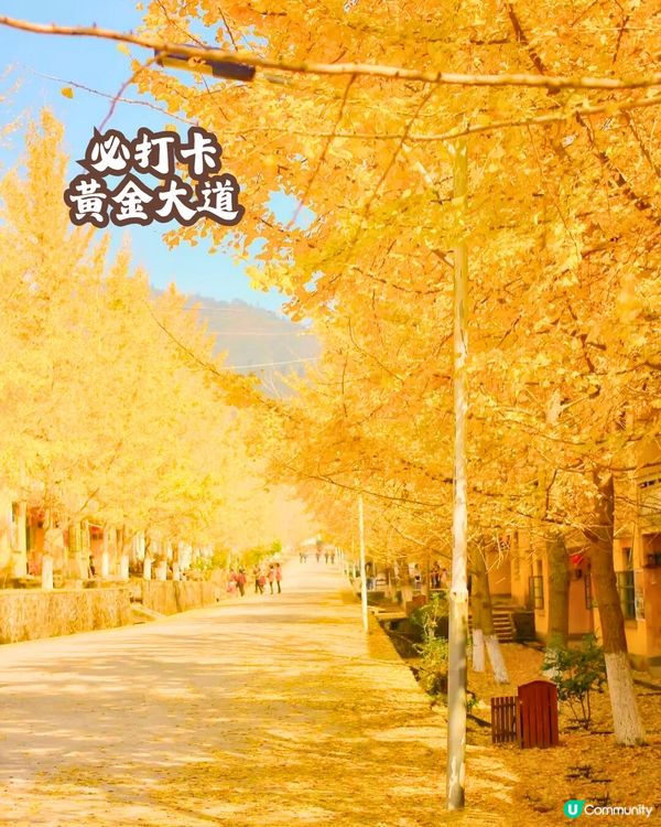 韶關打卡紅葉/銀杏3大推介🍁10萬畝銀杏/8萬棵楓樹！超唯美😍