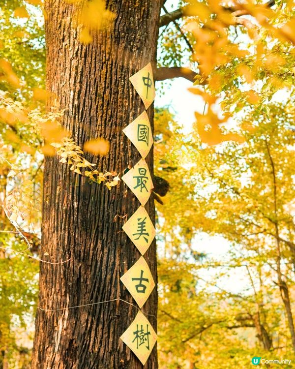 韶關打卡紅葉/銀杏3大推介🍁10萬畝銀杏/8萬棵楓樹！超唯美😍