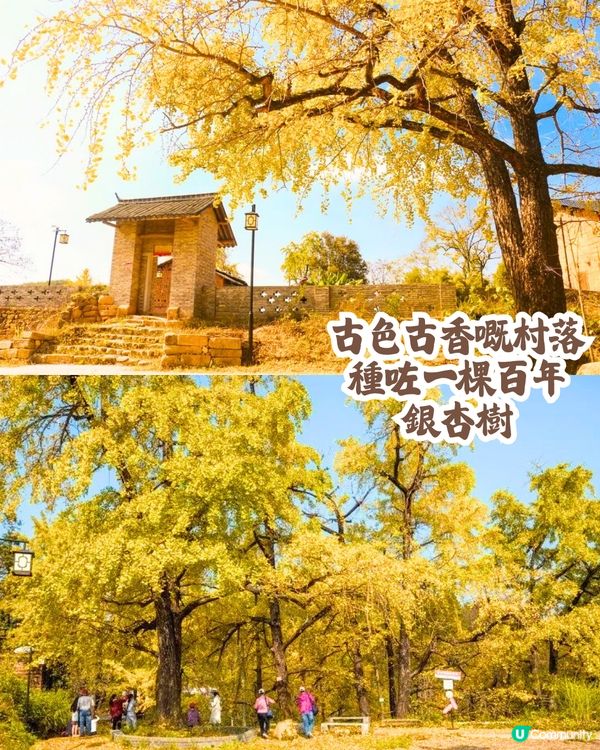 韶關打卡紅葉/銀杏3大推介🍁10萬畝銀杏/8萬棵楓樹！超唯美😍