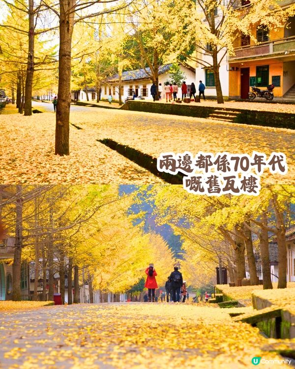 韶關打卡紅葉/銀杏3大推介🍁10萬畝銀杏/8萬棵楓樹！超唯美😍