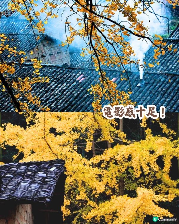 韶關打卡紅葉/銀杏3大推介🍁10萬畝銀杏/8萬棵楓樹！超唯美😍